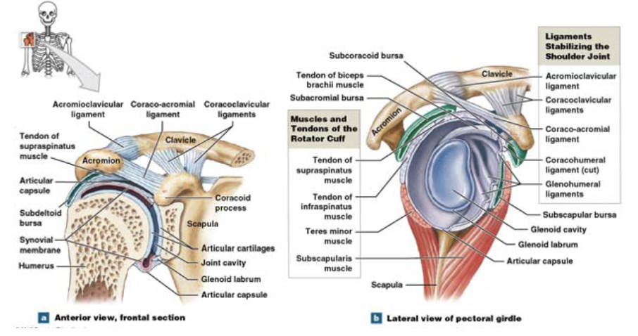 <p>the bones of the pectoral girdle provide some stability, because they project over the joint</p>