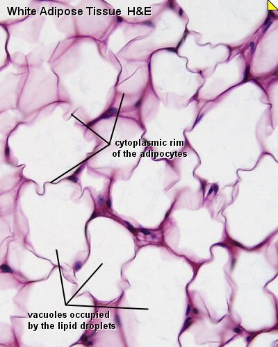 <p>Name the tissue</p>