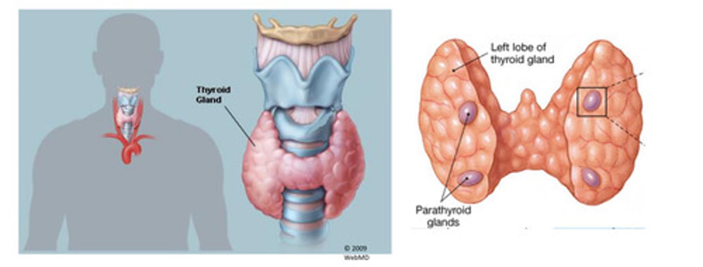 <p>- Embedded in posterior surface of thyroid gland but are anatomically and</p><p>histologically distinct from thyroid</p><p>- Usually 4 but may vary- total weight of PTH tissue is</p><p>~150 mg</p><p>- Oxyphil cells (unknown function) and Chief cells (produce PTH, Parathyroid hormone)</p><p>- Contains a large amount of adipose tissue which expands in volume at</p><p>puberty</p><p>- PTH-producing Chief cells have a prominent central</p><p>nuclei and pale cytoplasm</p><p>- Oxyphil cells appear in clusters, have small, dark nuclei and an acidophilic cytoplasm</p>