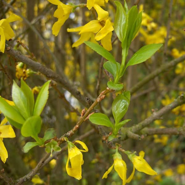 <p>first to bloom in spring with a vibrant yellow flower</p><p>multi-stem with a chambered pith</p><p>opposite, single, and small serrations on the leaves</p><p>F. x intermedia is a hybrid with many cultivars</p>