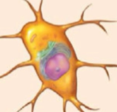 <ul><li><p>mature bone cells that maintain the matrix</p></li><li><p>inactive osteoblasts</p></li><li><p>over see/sight - watching to see what’s going to happen</p></li><li><p>there if we need to build up bone again</p></li></ul><p></p>