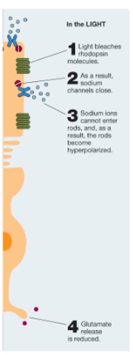 <p>hyperpolarize</p>