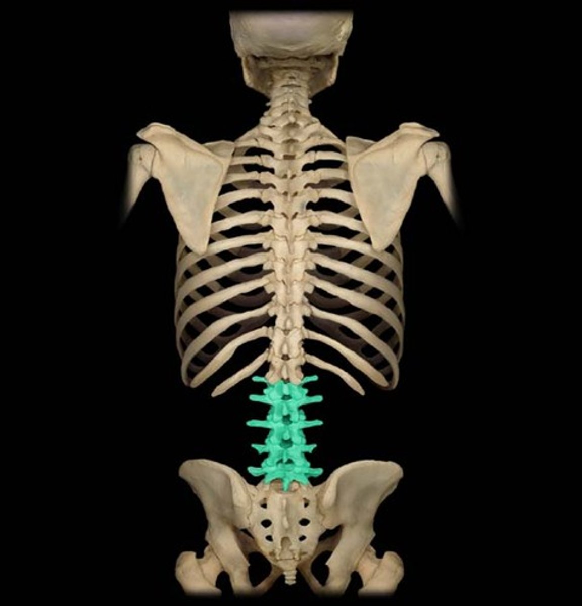 <p>Lumbar vertebrae 1-5 at the bottom of the spine</p>