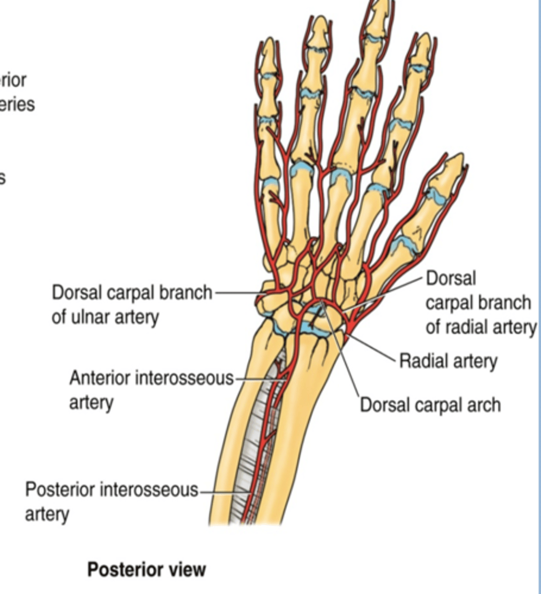 <p>Course: smallest terminal branch of the brachial a. that arises opposite the neck of the radius in the inferior part of cubital fossa -&gt; runs inferiorly and on distal part lies on top of radius (making it easy to check the radial pulse)</p>