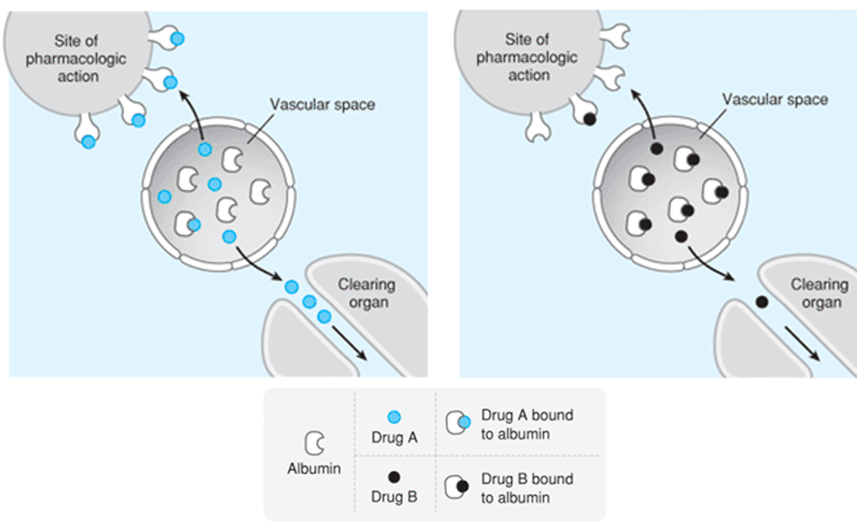 <ul><li><p>drug must be free form to do biological action and be excreted</p></li><li><p>always equilibrium between bound and free forms</p></li><li><p>highly plasma protein bound drug = less free drug available to bind to site needed to perform action</p></li></ul><p></p>