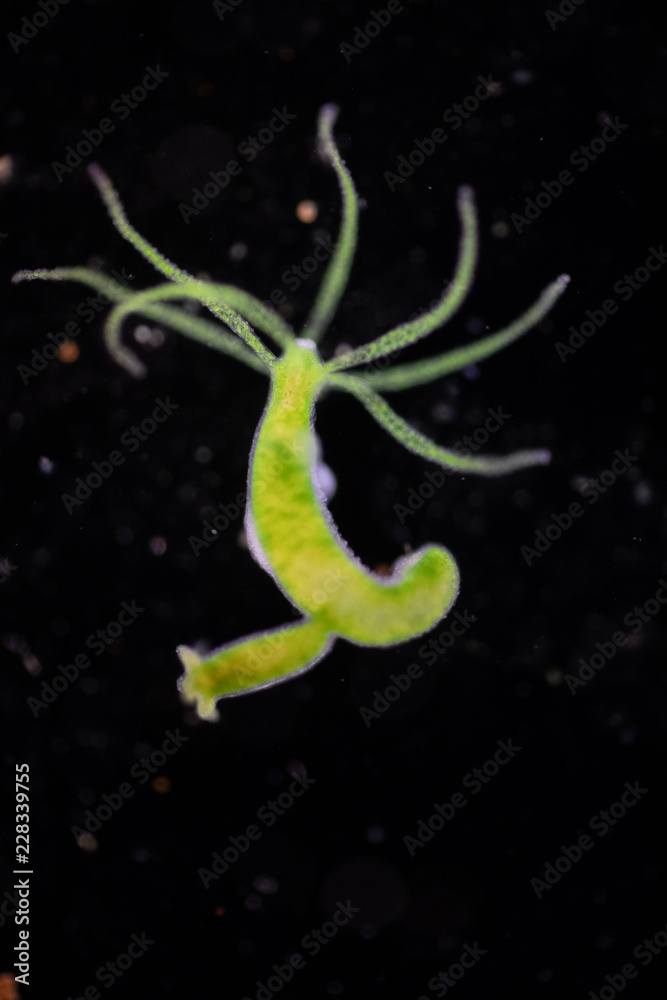 <p>Përfaqësuesi kryesor është <strong><em>Hidra</em></strong>.</p><p>Trupi është i ndërtuar nga dy shtresa:</p><ul><li><p><strong><em>Endoderma </em></strong><em>- qelizat mundësojnë lëvizjen e ujit dhe krijimin e pseudopodeve</em></p></li><li><p><strong><em>Ektoderma</em></strong> - <em>gjenden qelizat intersticiale - <u>Totipotente</u></em></p></li></ul><p>Të dyja e rrethojnë zgavrën gastrale (shërben për tretjen e ushqimit) dhe në mes të dy shtresave gjendet mezogla me rol mbështetës.</p><p>Qelizat që gjenden në këtë organizëm janë <em>qelizat epitelo-muskulore, qelizat përcëlluese-knidet</em> dhe <em>qelizat nervore për formimin e sistemit nervor difuz(rrjetor).</em></p>