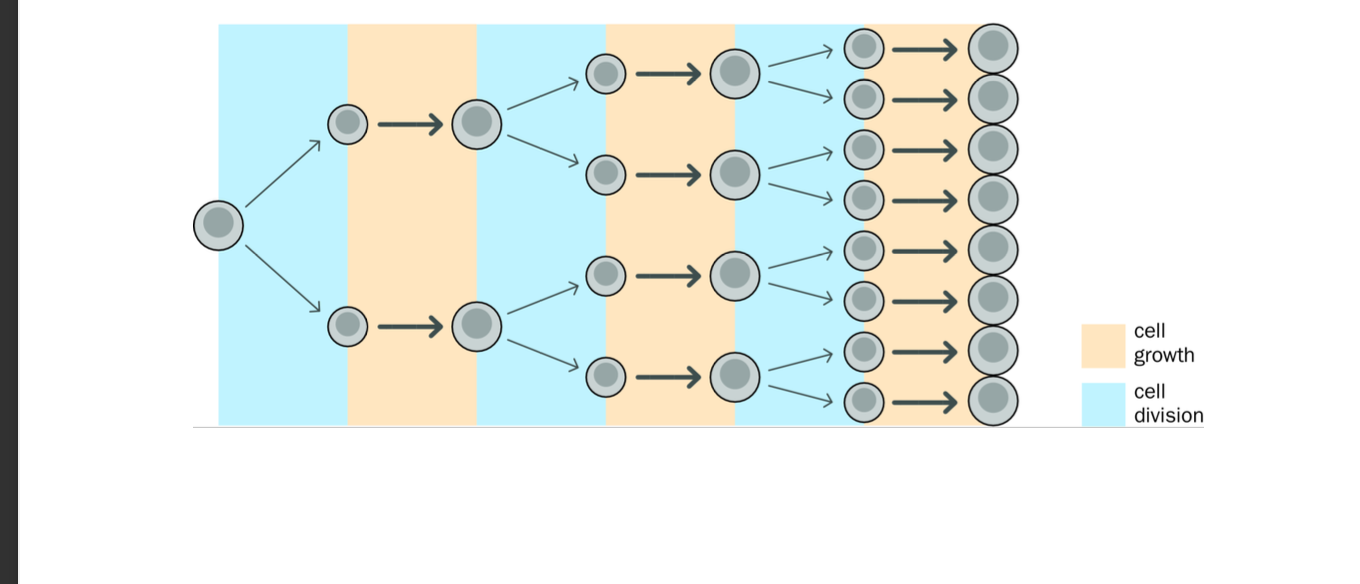 <p><strong>cell division </strong></p><p>-Results in 2 genetically identical daughter cells </p><p>-each have same number of chromosomes as parent cell</p><p>-Mitosis</p><p>-Ensures BOTH daughter cells have an IDENTICAL GENOME to that of the parent cell - barring errors </p><p>Crucial for growth, development and tissue repair </p>