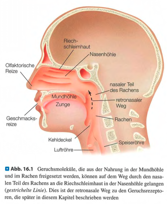 <p class=""><span data-name="brain" data-type="emoji">🧠</span><strong> Kurzfassung:</strong><br>Die <strong>chemischen Sinne</strong> – <strong>Geruch, Geschmack und Aroma</strong> – wirken als <strong>Torwächter</strong> des Körpers, da ihre Rezeptoren direkt mit Molekülen aus der Umwelt in Kontakt stehen. Sie helfen, <strong>nützliche von schädlichen Substanzen zu unterscheiden</strong>, lösen starke <strong>emotionale Reaktionen</strong> aus und sind eng mit <strong>Erinnerungen</strong> verbunden.</p><div data-type="horizontalRule"><hr></div><p class=""><span data-name="clipboard" data-type="emoji">📋</span><strong> Langfassung:</strong></p><ul><li><p class=""><strong>Drei Komponenten:</strong></p><ul><li><p class=""><strong>Geschmack (Gustation):</strong> Aktiviert durch feste/flüssige Moleküle auf der Zunge.</p></li><li><p class=""><strong>Geruch (Olfaktion):</strong> Aktiviert durch Moleküle in der Luft, die die Riechschleimhaut erreichen.</p></li><li><p class=""><strong>Aroma:</strong> Entsteht durch die Kombination von Geschmack und Geruch (z. B. beim Essen).</p></li></ul></li></ul><p class=""></p><ul><li><p class=""><strong>Direkter Kontakt zur Umwelt:</strong></p><ul><li><p class=""><strong>Unterschied zu anderen Sinnen:</strong> Chemische Sinne reagieren direkt auf Moleküle.</p></li><li><p class="">Deshalb unterliegen die Rezeptoren einem <strong>ständigen Erneuerungsprozess (Neurogenese)</strong>:</p><ul><li><p class=""><strong>Riechsinneszellen:</strong> alle 5–7 Wochen erneuert.</p></li><li><p class=""><strong>Geschmackssinneszellen:</strong> alle 1–2 Wochen erneuert.</p></li></ul></li></ul></li></ul><p class=""></p><ul><li><p class=""><strong>Torwächterfunktion:</strong></p><ul><li><p class=""><strong>Ziel:</strong> Schutz und Identifikation wichtiger Stoffe.</p></li><li><p class=""><strong>Reaktion auf Reize:</strong> Angenehm bei Nützlichem (z. B. süß), unangenehm bei Schädlichem (z. B. bitter, verdorben).</p></li><li><p class=""><strong>Emotionale Komponente:</strong> Unterstützt schnelles Reagieren (z. B. Ekel, Genuss).</p></li></ul></li></ul><p class=""></p><ul><li><p class=""><strong>Gedächtnis und Emotion:</strong></p><ul><li><p class="">Gerüche können <strong>autobiografische Erinnerungen</strong> wachrufen.</p></li><li><p class="">Diese sind oft mit <strong>intensiven Emotionen</strong> und spezifischen <strong>Orten/Ereignissen</strong> verknüpft.</p></li></ul></li></ul><p></p>