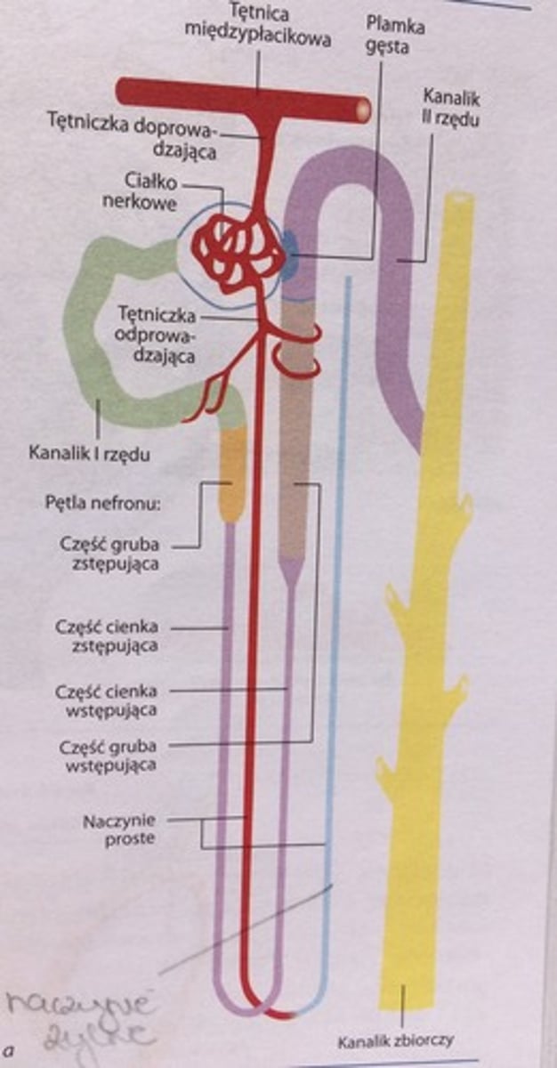 <p>tętnica nerkowa rozgałęzia się na tętnice międzypłatowe, od których odchodzą tętnice łukowate. Od nich odchodzą tętnice międzypłacikowe, które są tętnicami końcowymi. Od t. międzypłacikowych odgałęziają się tętniczki doprowadzające tworzące kłębuszek nerkowy. Z kłębuszka nerkowego krew odpływa przez tętniczkę odprowadzającą (układ wrotny tętniczo-tętniczy). </p><p>Tętniczki odprowadzające otaczają kanaliki I i II rzędu. Tętniczki odprowadzające oddają naczynia proste rzekome z nabłonkiem ciągłym = nieprzepuszczalnym. Na wysokości brodawki zaginają się i biegną równolegle do pętli Henlego i kanalików zbiorczych jako naczynia włosowate żylne z nabłonkiem nieciągłym. </p><p>Naczynia proste tworzą pętle, w których krew płynie w przeciwnych kierunkach - powstaje wymieniacz przeciwprądowy. </p><p>Z naczyń włosowatych krew płynie do żył korowych, gwiaździstych, międzypłacikowych, łukowatych, międzypłatowych i ostatecznie do żyły nerkowej. </p>
