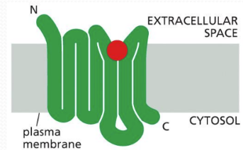 <p><span>used by all eukaryotes (largest family of cell surface receptors)&nbsp;</span></p><ul><li><p class="Paragraph SCXW227541380 BCX0" style="text-align: left"><span>Broad variety of function in sensation, neurotransmission, endocrine system, cell communication, drug and external world signaling&nbsp;</span></p></li></ul><ul><li><p class="Paragraph SCXW227541380 BCX0" style="text-align: left"><span>All GPCRs have a similar structure: polypeptide with several transmembrane domains and all use G proteins to signal cell interior&nbsp;</span></p></li></ul><p></p>