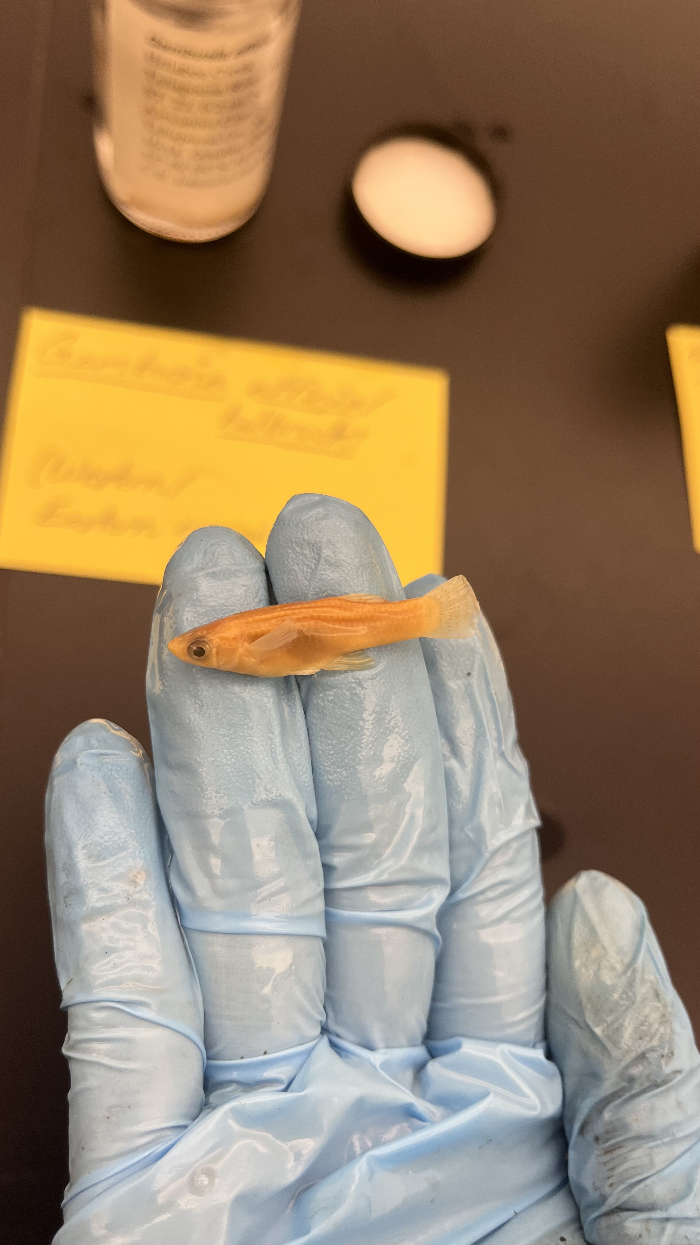 <p>Eastern/Western Mosquitofish</p>