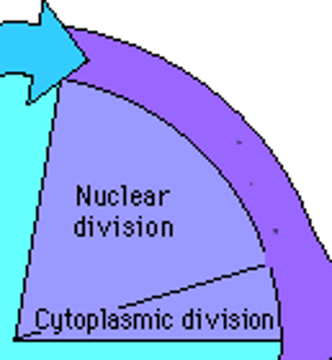<p>mitosis and cytokinesis</p>