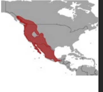 <p>Which species fits the following habitat and management concerns?</p><p><br>Habitat: Wide tolerance of habitat including semi-arid desert regions of the Southwest, arid grasslands, forested regions of the pacific northwest, humid coastal forests and montane forests</p><p>Management issues: May cause disturbance by their use of man-made shelters as roosts; the presence of rabies has been detected in specimens, although not at significant levels; consume huge numbers of insects, including crop pests and mosquitoes; white-nose syndrome concerns</p>