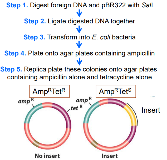 <p>Describe the process of<strong> insertional inactivation of a phenotype expressed by the plasmid</strong> and how this can <strong>identify </strong>your <strong>gene of interes</strong>t. (slide 30-31)</p>