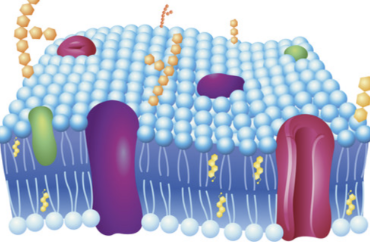 <p>selective barrier that regulates what enters/exits the cell</p>