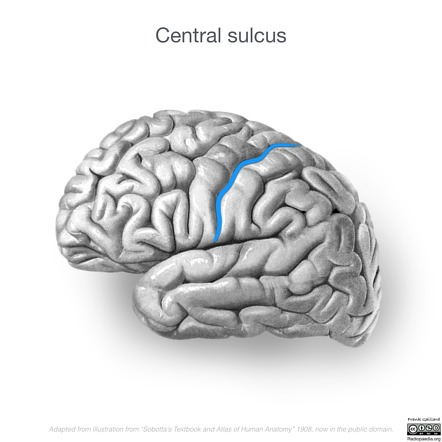 <p>Central Sulcus</p>
