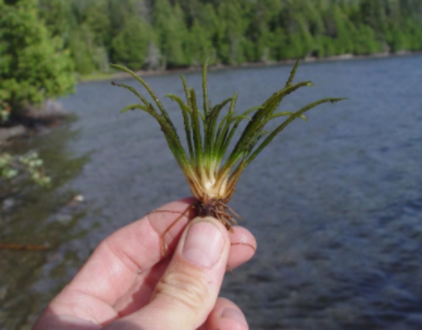 <p>styvt braxengräs</p>