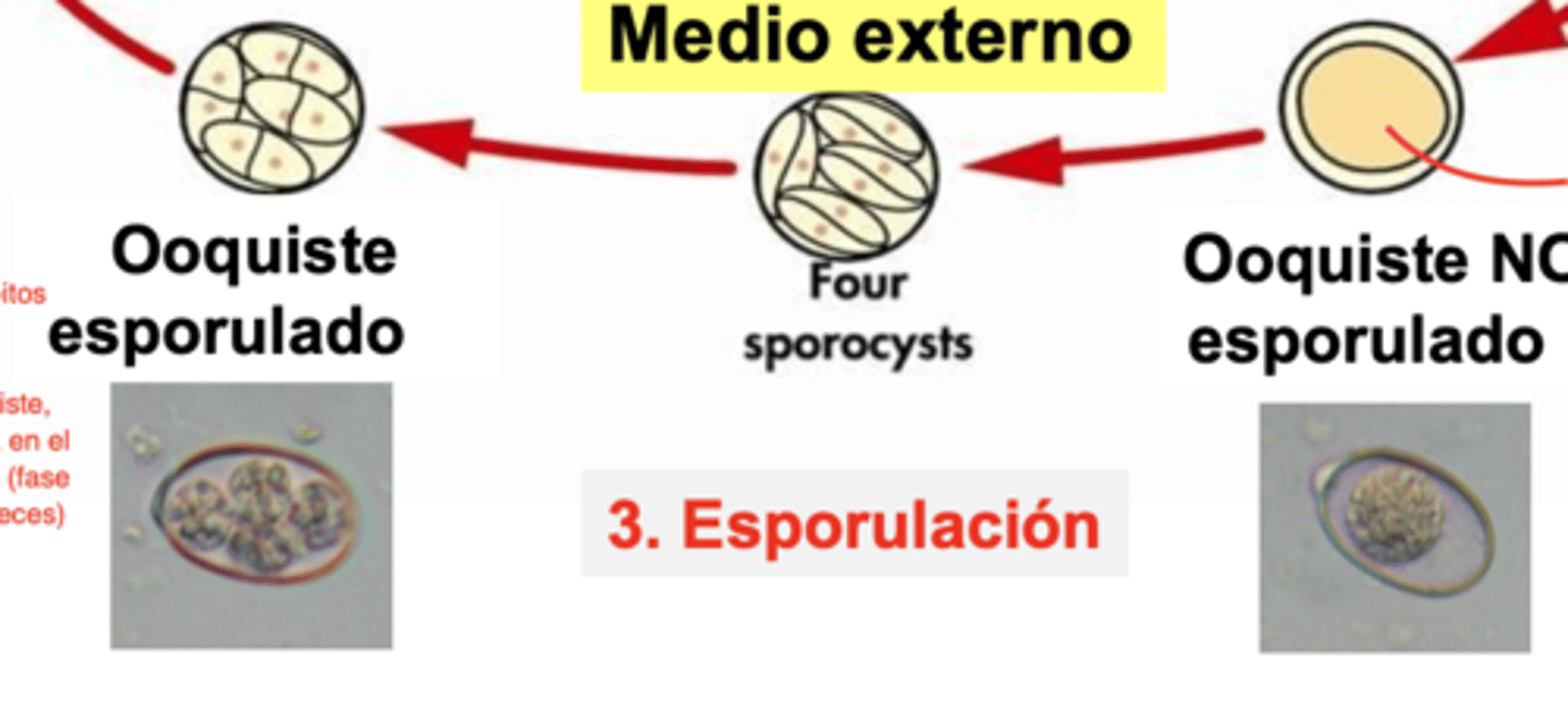 <p>esporogonia</p><p>- repro. por fisión binaria</p><p>- ooquiste con 4 bolitas con 2 zoitos adentro. </p><p>- ingerido por el animal</p>