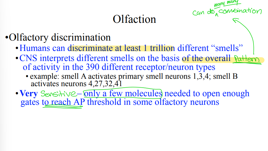 <p>Why is olfaction as a special sense unusual? (i.e. what makes this sense ‘special’?)</p>