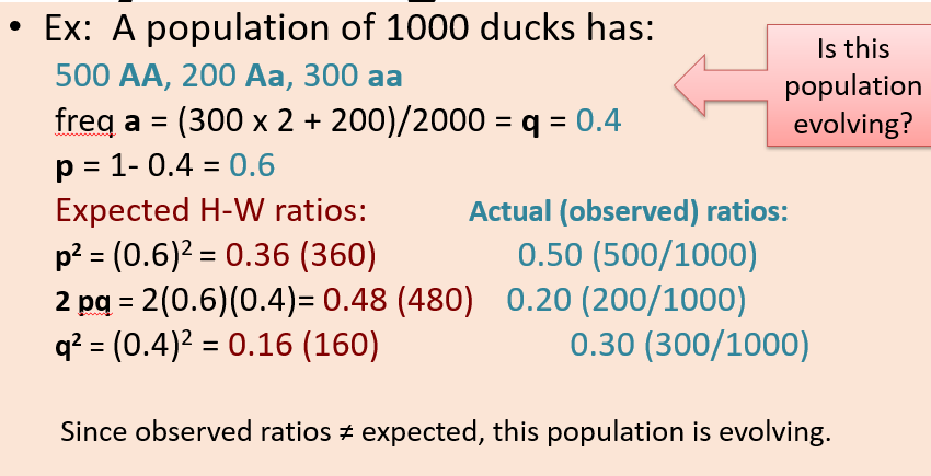 <p>in this example, since the observed ratios DO NOT equal the expected, the population is evolving </p>