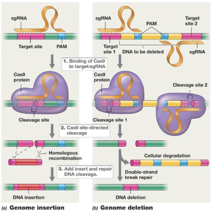 <ul><li><p>At cut site, DNA can be ligated or used to insert new DNA</p></li><li><p>Homologous recombination can be used to incorporate new DNA (insertion) (Non homologous is more error prone)</p></li><li><p>Two separate target sites flanking the DNA to be deleted are selected</p></li><li><p>dsDNA break repair pathway can ligate after deletion</p></li><li><p>In deletion, it cannot be cut on one site, it must be on both so the DNA repair mechanism does not fix it so that degradation and repair can take place</p></li><li><p>To insert → homologous recombination</p></li><li><p>To delete → two target sites</p></li></ul><p></p>