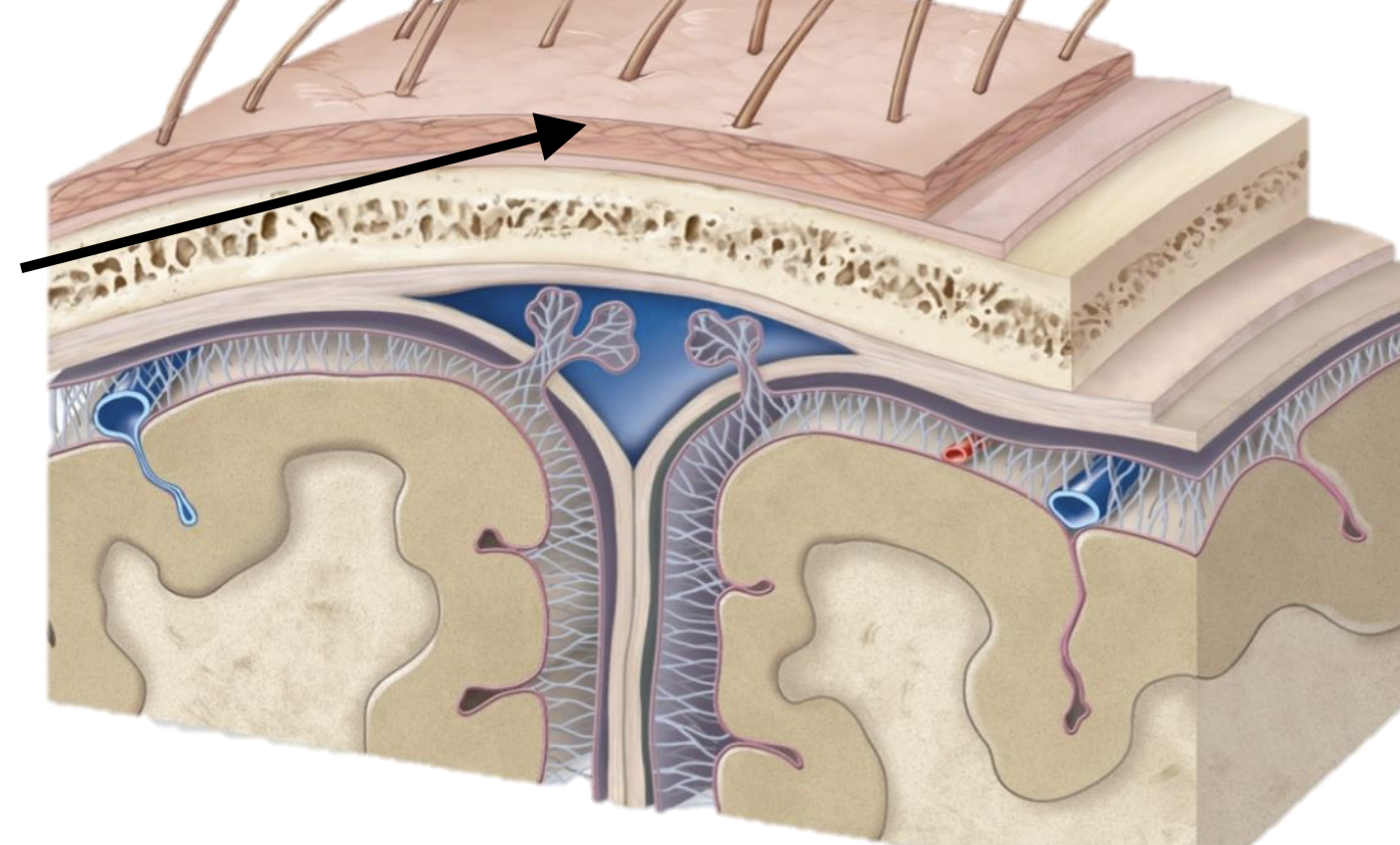 <p>Name the structure</p>