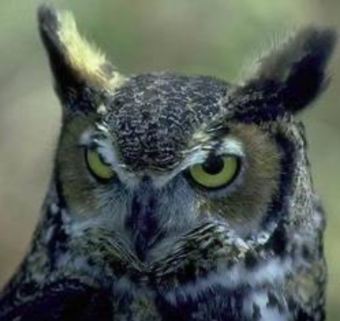 <p>Bubo virginianus</p>