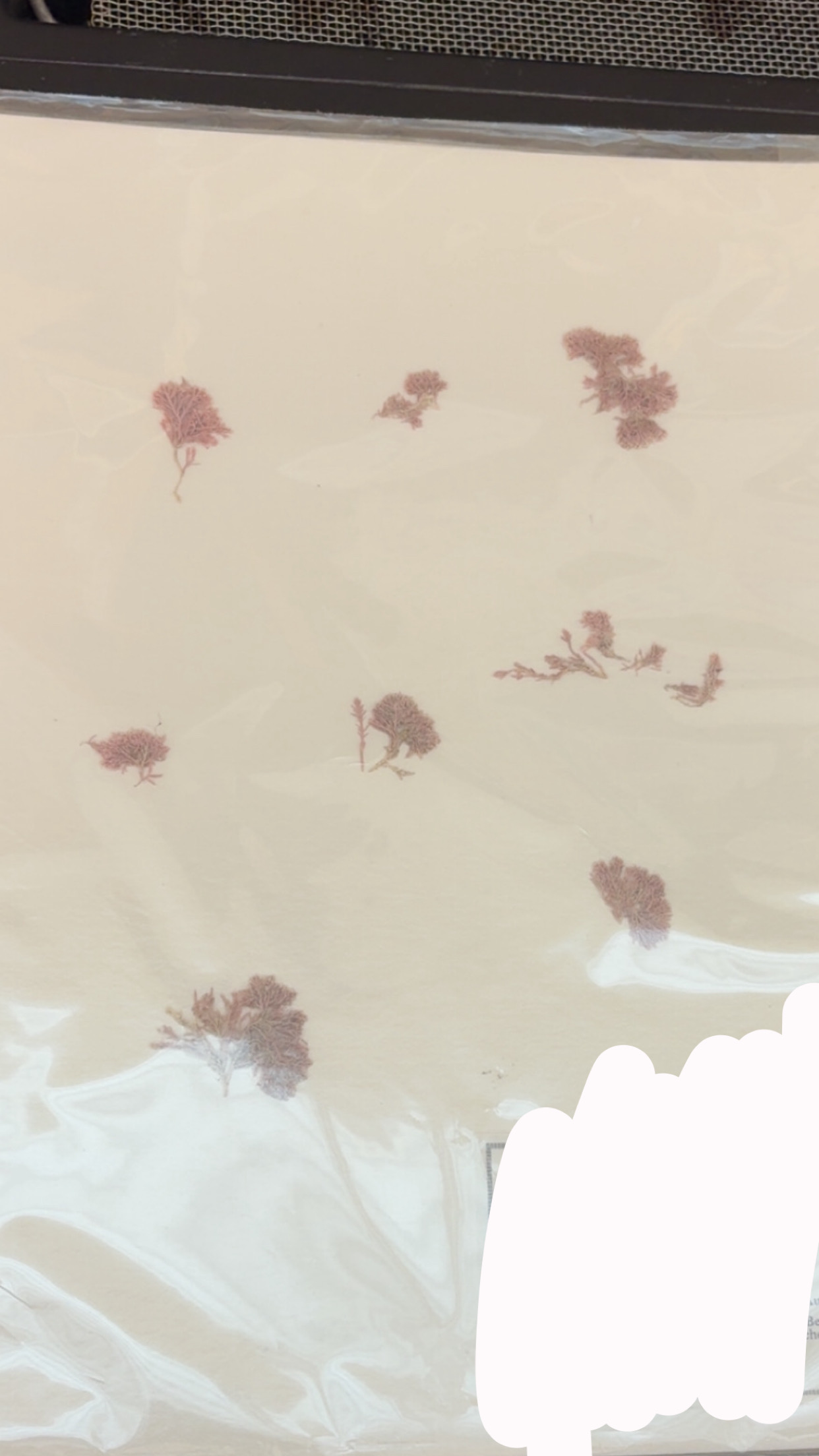 <p>What phylum </p>