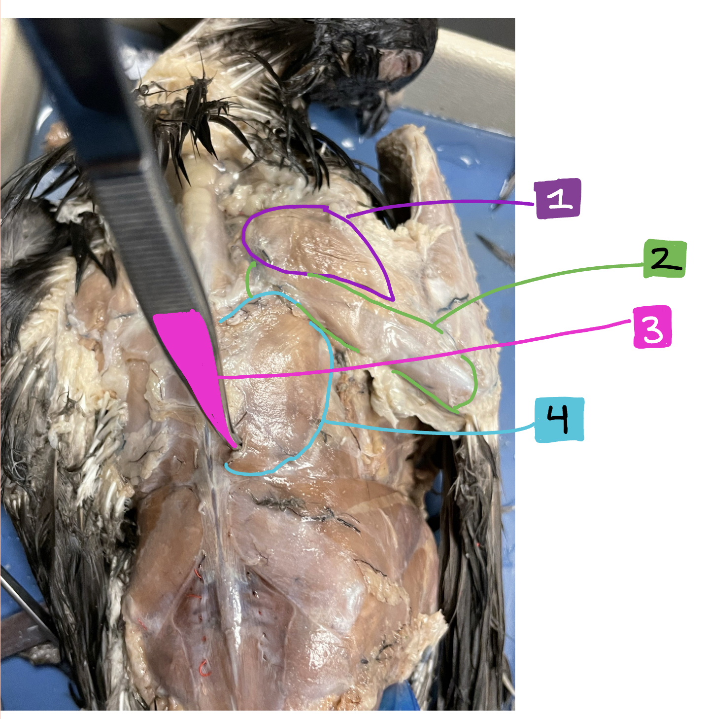 What muscle in the bird is #3?