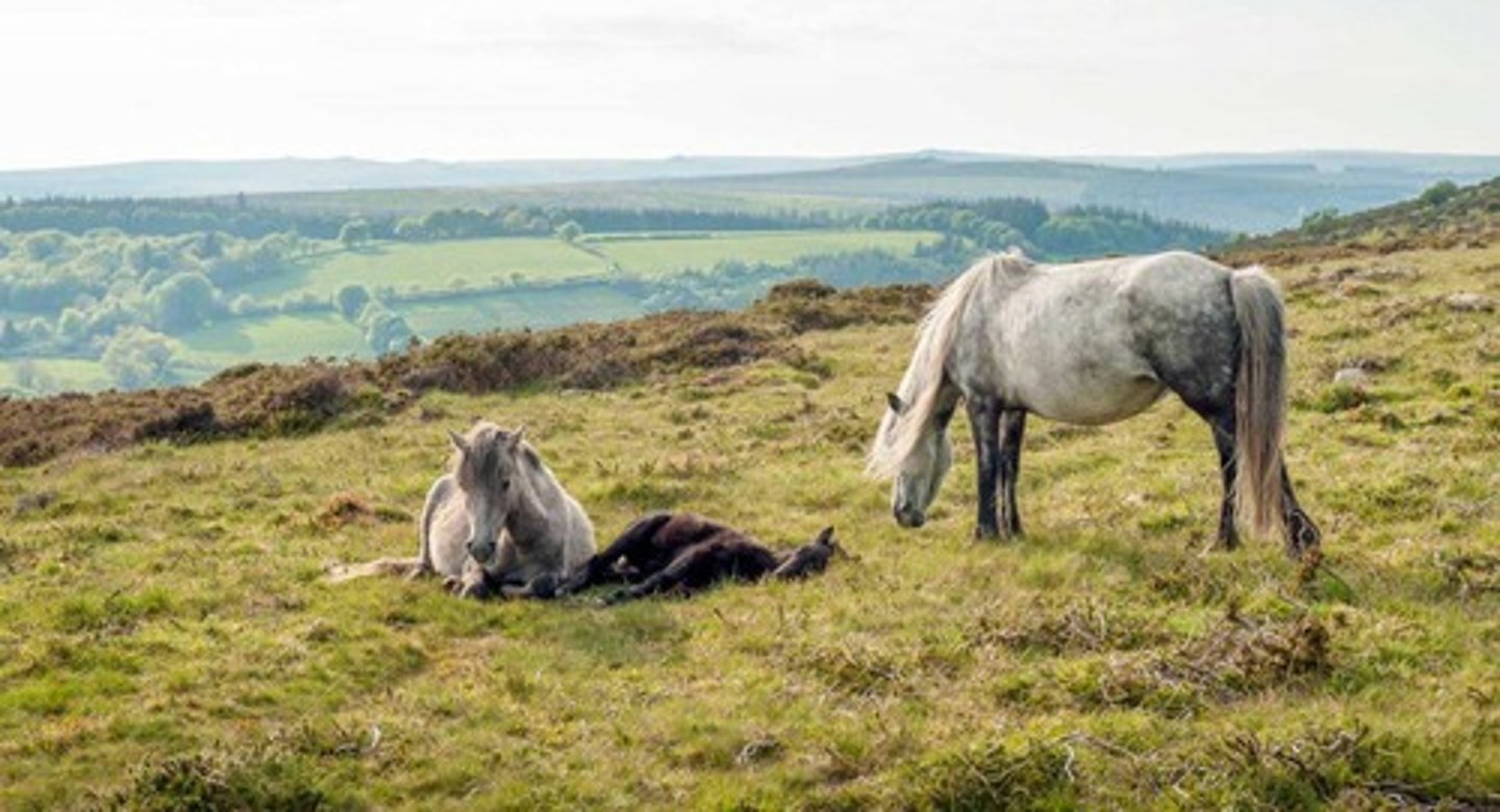 <p>Allowing horses to feed on grass outdoors.</p>
