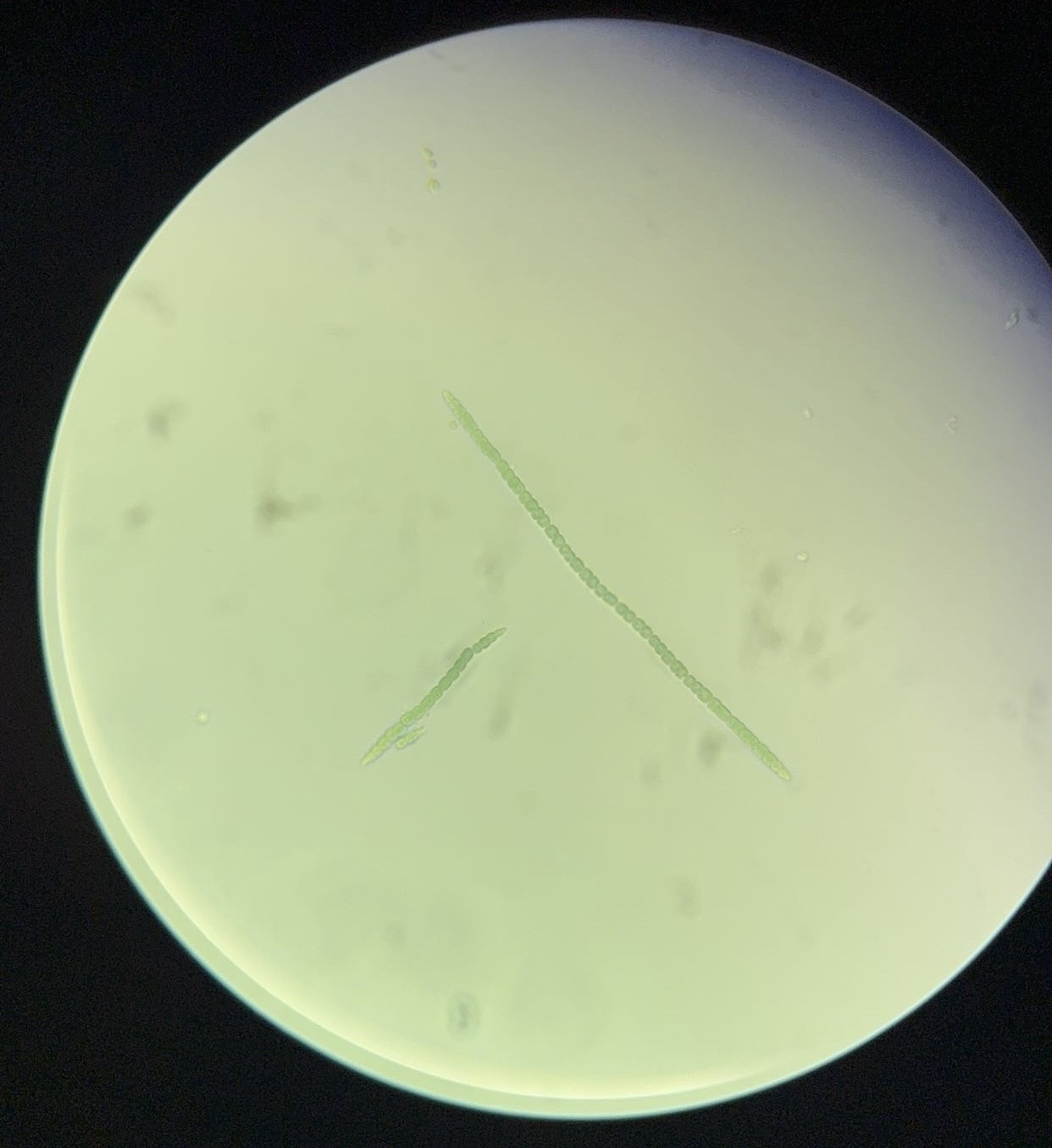 <p><span>What is this organism?</span></p>