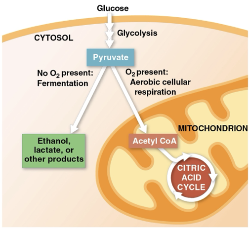 <p>can survive by using either fermentation or cellular respiration. </p><p>pyruvate is a optional fork for them </p><p>ex) yeast and many bacteria </p>