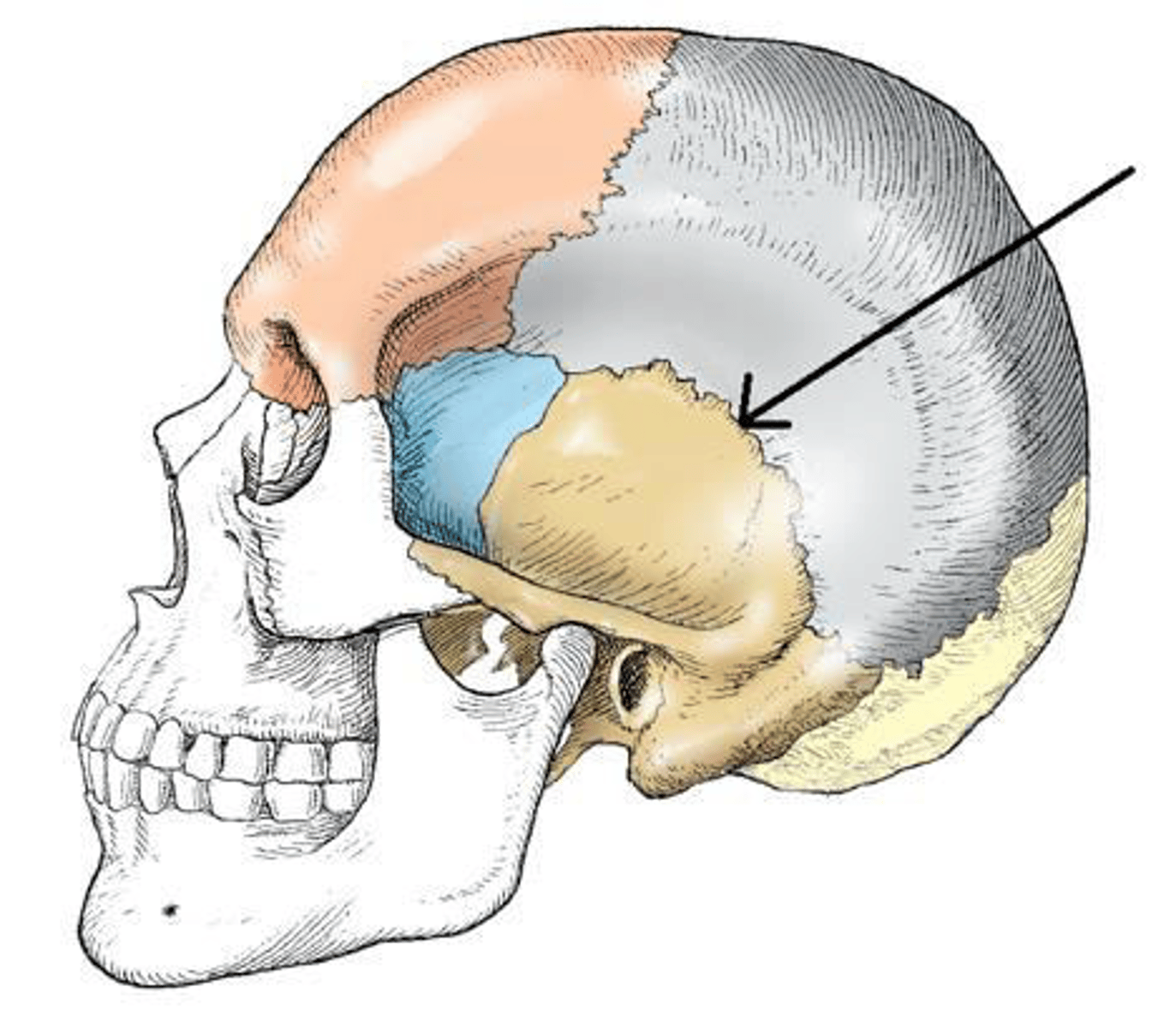 <p>b. squamosal.</p>