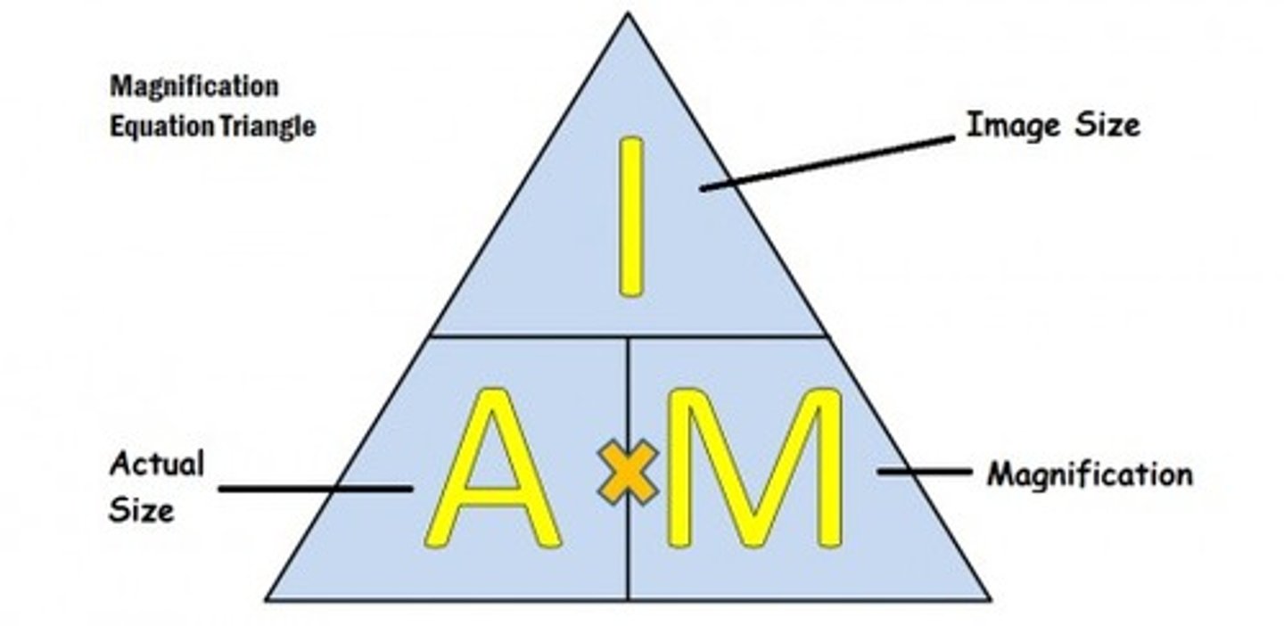 <p>Measured length formula = image size / magnification</p>