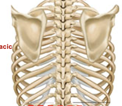 <p>12 bones that make up this segment of the vertebral column </p>