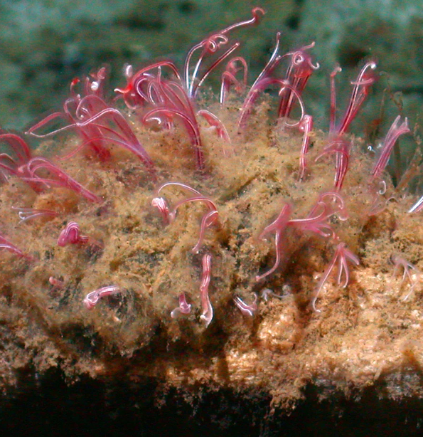 <p>sedentary polychaetes; found in whale falls, feeds on carcass</p>