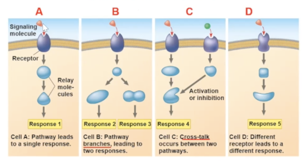 <p>the arrival of the same signaling molecule in different cell types can bring about different effect</p><p>the different effects can be becuase</p><ol><li><p>the proteins within the cells are different</p></li><li><p>a cross talk between two signal molecules binding can cause a new pathway</p></li><li><p>the signal molecule binds to a different receptor </p></li></ol><p></p>