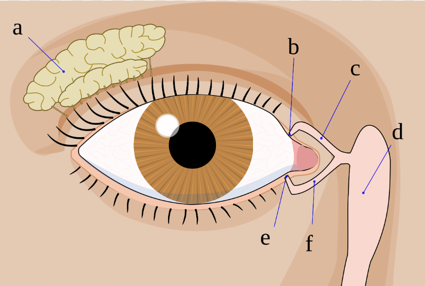<p>label structures a, c, f, d and g</p>