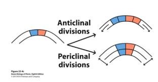 <p>division is perpendicular to the surface (side by side)</p>