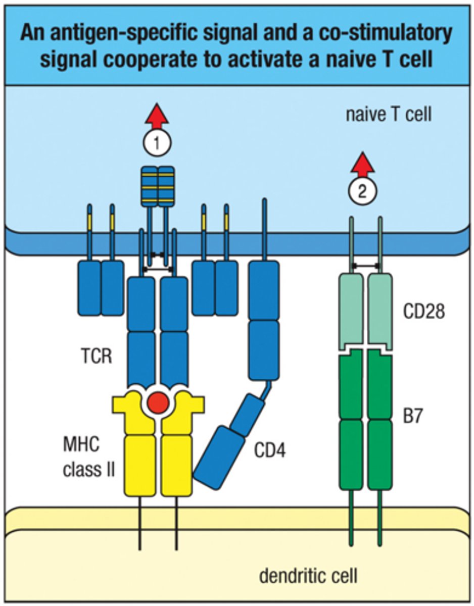 <p>CD28 (t cells) and B7 (dendritic cells); signal = CD28 + B7-1 or C7-2 (CD80 or CD86)</p>