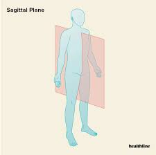 <p>Parallel to the midsagittal plain, has left and right sides</p>