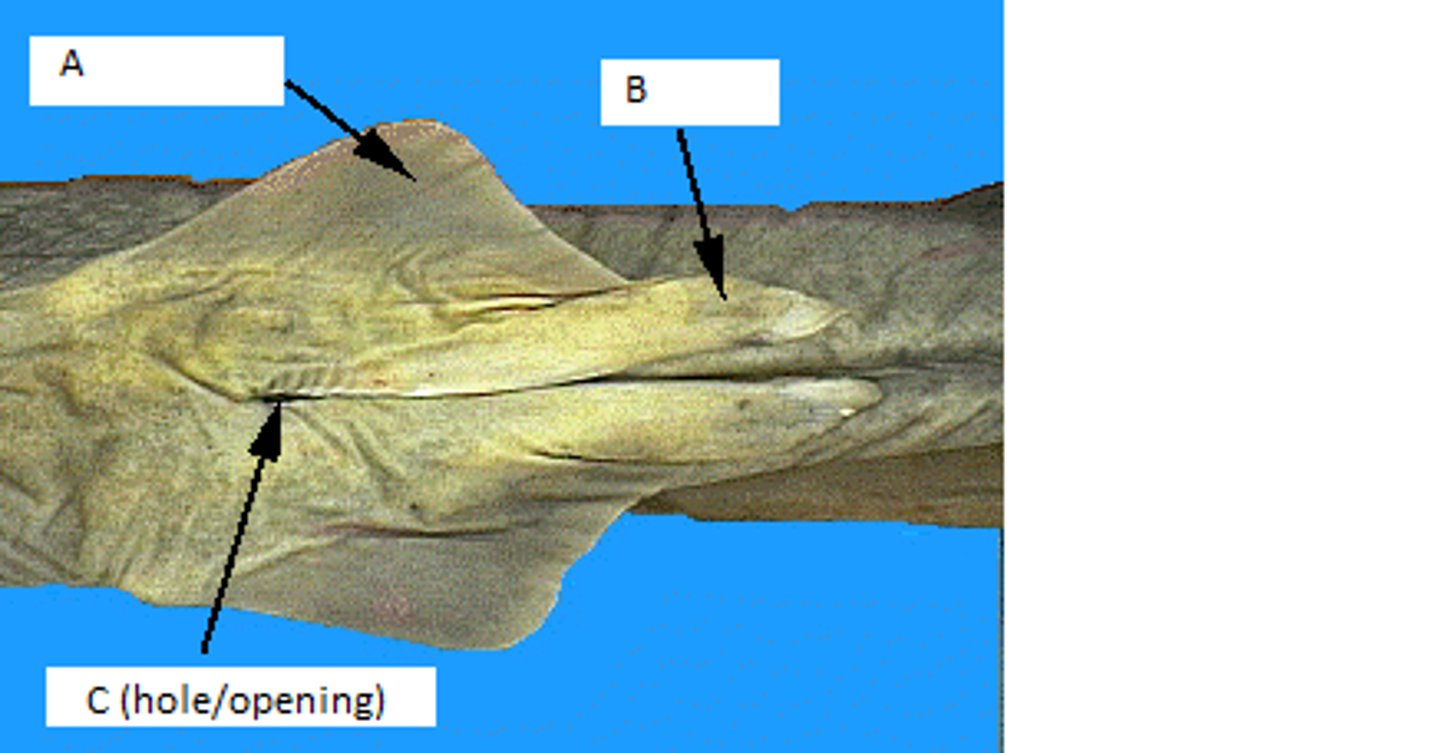<p>What sex is this shark?</p>