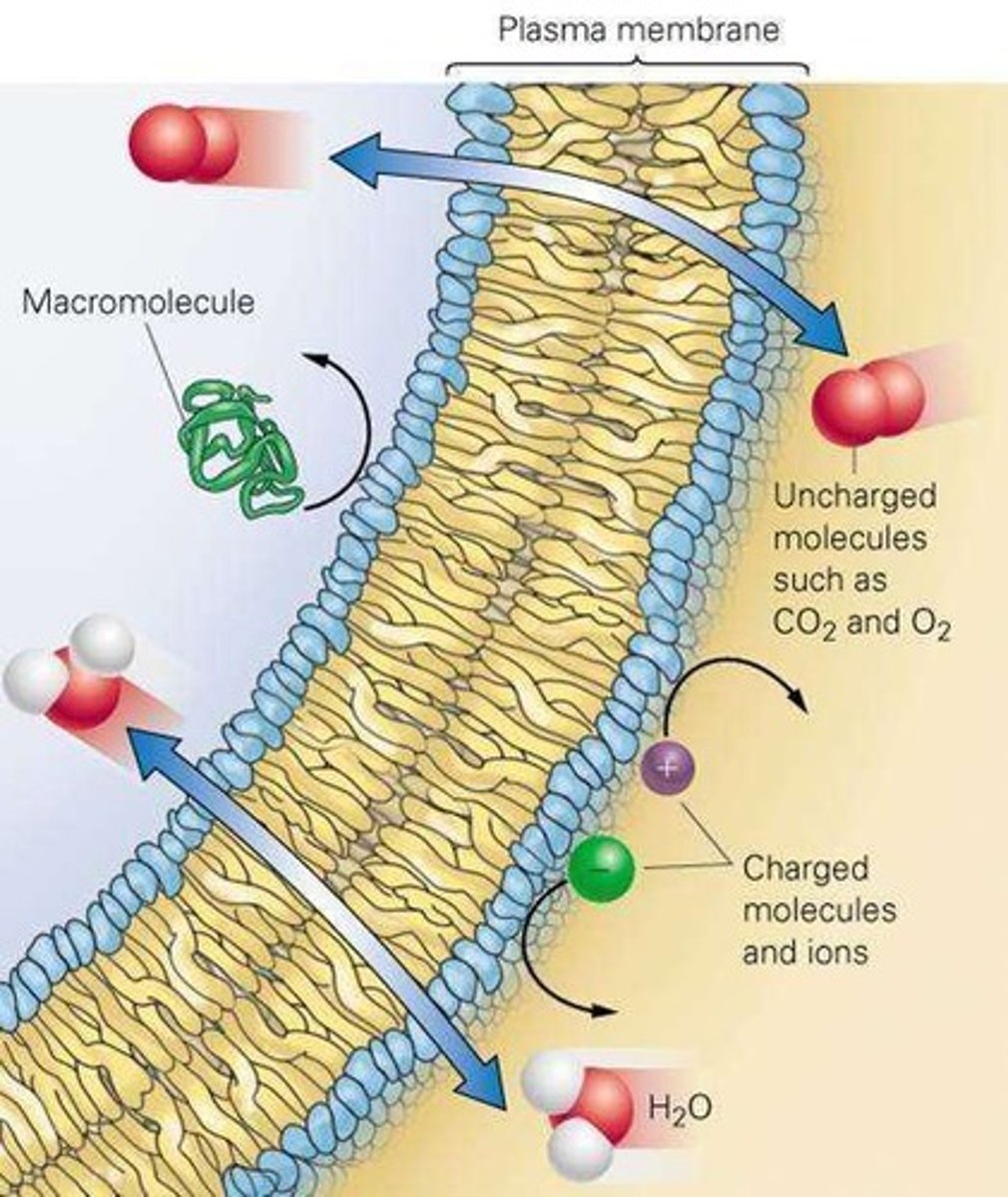 <p>Some molecules can cross and some are prevented from crossing.</p>