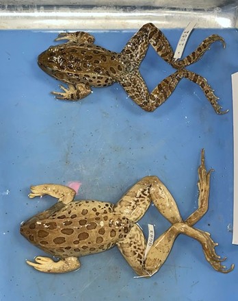<p>Leopard frogs</p><p>5 native species, all protected</p><p>identifiable by large spots on dorsum, similar to leopard spots</p>
