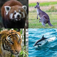 <p>complex mammals of two infra classes </p><p>marsupials and Placental mammals </p>