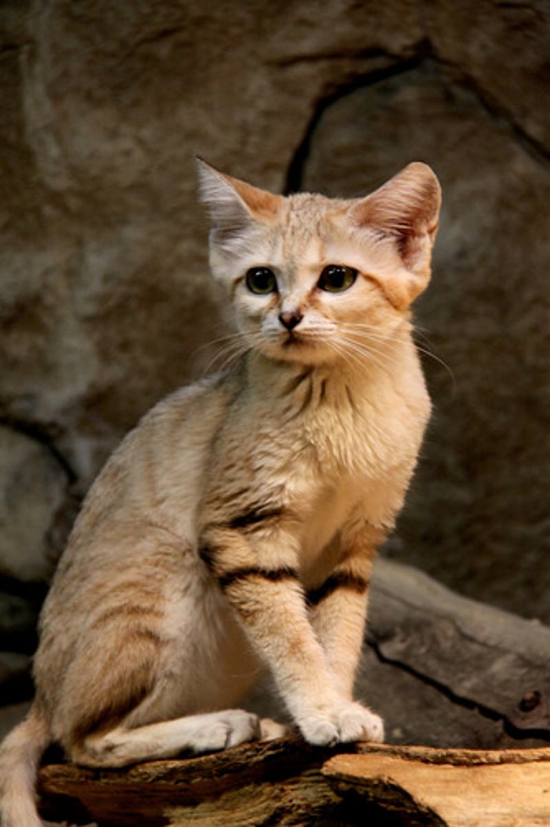 <p>cat</p>