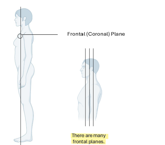 <ul><li><p>Vertical planes passing through the body at right angles to medial plane</p><ul><li><p>divides body into <strong>Anterior and Posterior portions</strong></p></li></ul></li></ul><p></p>