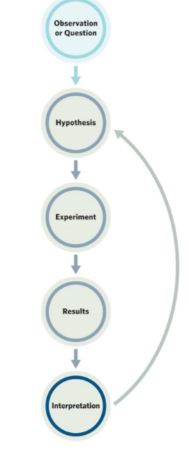 <ul><li><p>Based on observation (either direct or through knowledge from previous work / the literature), propose a question.</p></li><li><p>Based on your question, propose a null hypothesis (focal factor does not have an effect) and an alternative hypothesis (focal factor has an effect).</p></li><li><p>Design an experiment that alters/manipulates one or more focal factors (including controls with no manipulation for comparison) and can falsify the null hypothesis (i.e., show that the focal factor(s) do have an effect).</p></li><li><p>Analyze the data to arrive at results, and then an interpretation for the observations</p></li><li><p>Interpretation leads to new questions and the process restarts.</p></li><li><p>The process is iterative and self-correcting.</p></li></ul><p></p>