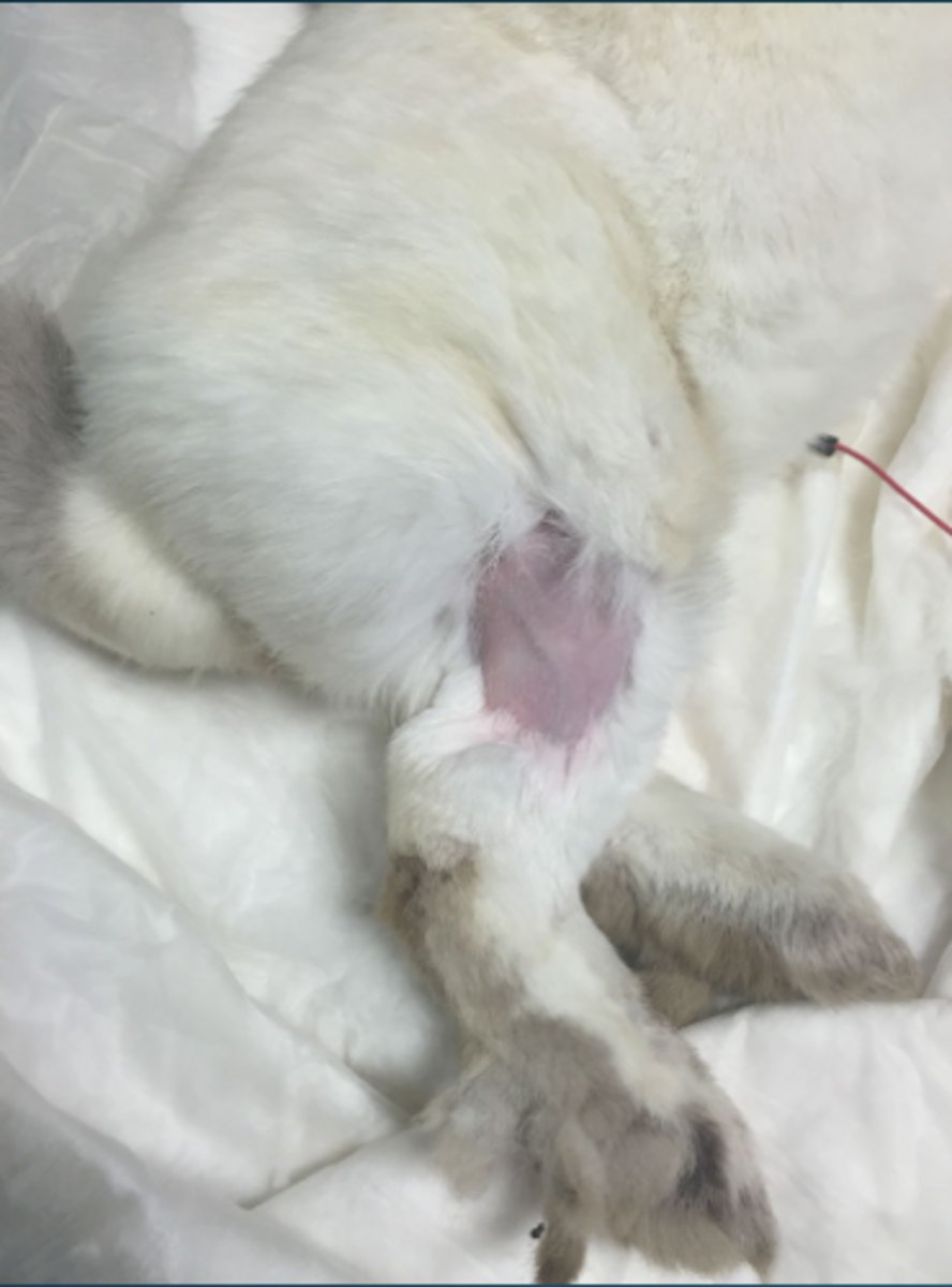 <p>What is this blood draw site for rabbits?</p>