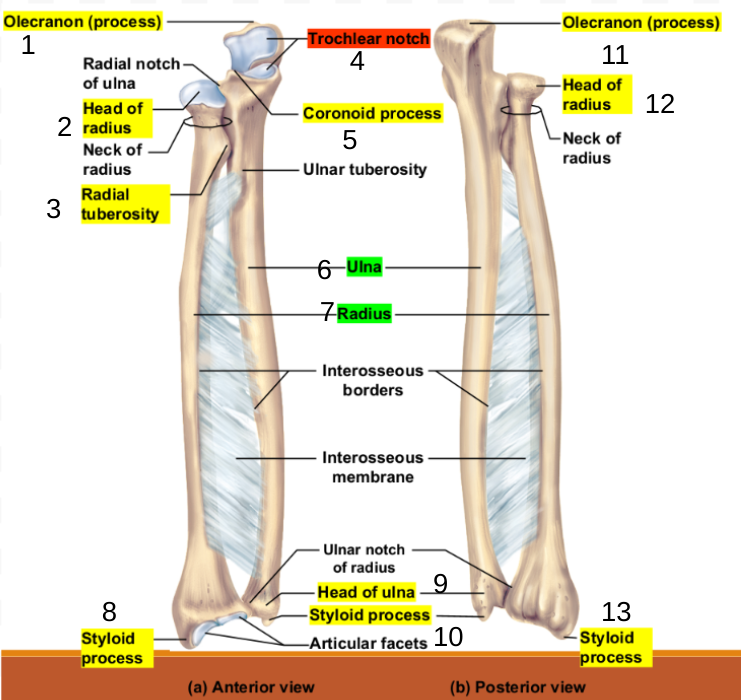 <p>Radius and Ulna</p>